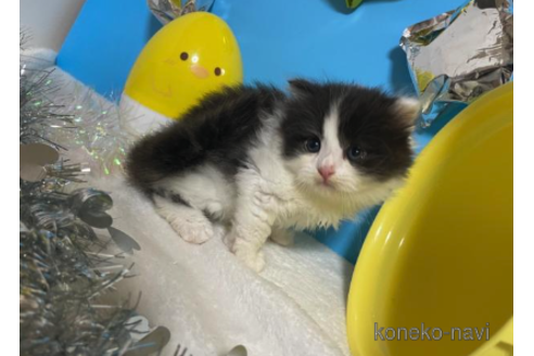 成約済の大阪府のスコティッシュフォールド-68346の2枚目